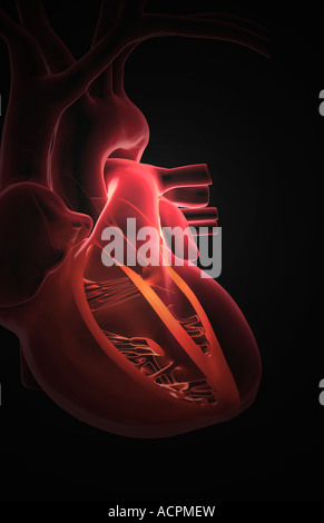 Anatomie en coupe du cœur Banque D'Images