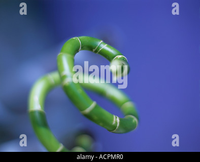 Annulated bambou, close-up Banque D'Images