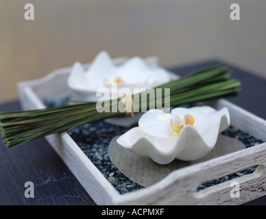 Les orchidées blanches et de tas d'herbe dans le bac, close-up Banque D'Images