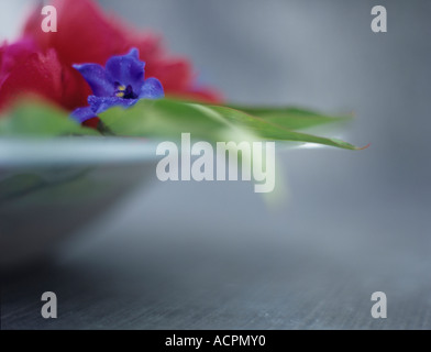 Larkspur (Delphinium) et leafs in bowl, close-up Banque D'Images