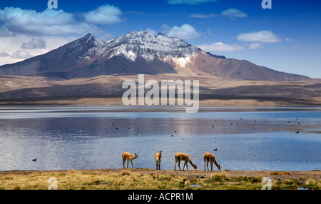 Vigognes paissent en face du lac Chungara et Mt Quisiquisini, parc national de Lauca, Altiplano, Chili Banque D'Images