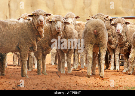 Une rangée de moutons et il y a toujours un allant dans le mauvais sens Banque D'Images