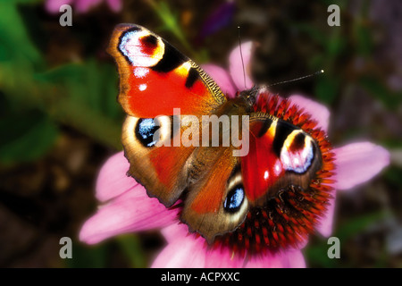 Peacock Butterfly, butterfly, Inachis io, close-up Banque D'Images
