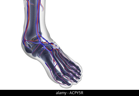 L'approvisionnement en sang du pied Banque D'Images