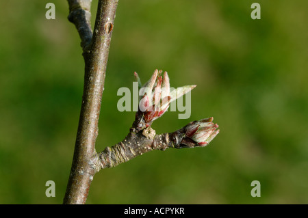 Les fleurs et les bourgeons des feuilles sur un pommier variété Coucher du soleil au printemps Banque D'Images