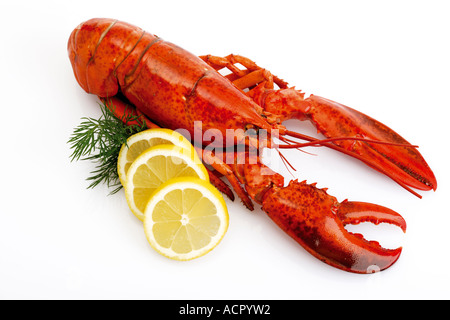 Le homard avec des tranches de citron Banque D'Images