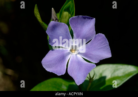 Une plus grande pervenche Vinca major fleur bleue contre l'ombre sombre contexte Banque D'Images