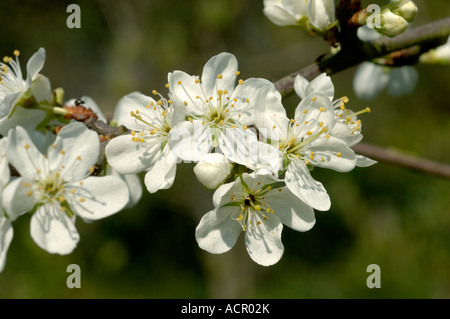 Fleurs de prunier variété Victoria en pleine floraison au début du printemps, le Devon Banque D'Images