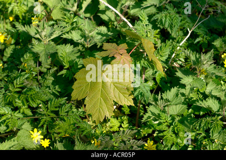 Acer pseudoplatanus Sycamore émergents des gaules par d'autres plantes sur un plancher de bois Banque D'Images