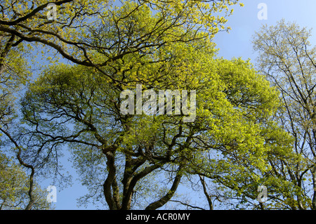 Chêne pédonculé Quercus robur arbres matures avec de jeunes feuilles de printemps vert contre le ciel bleu Banque D'Images