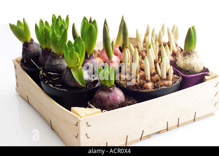 Bulbes à fleurs dans un coffret en bois Banque D'Images