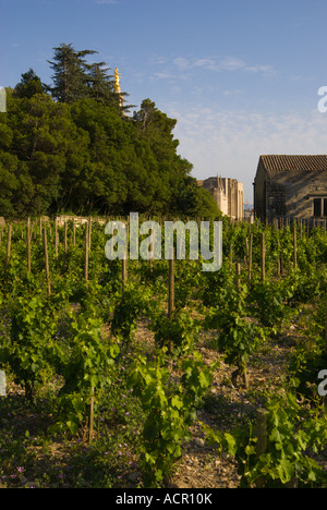 Avignon France Rocher des Doms un petit vignoble avec le Palais des Papes en arrière-plan Banque D'Images