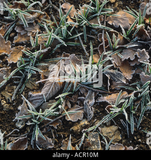 Les jeunes plants d'orge des semis avec des feuilles mortes sur un matin glacial Banque D'Images