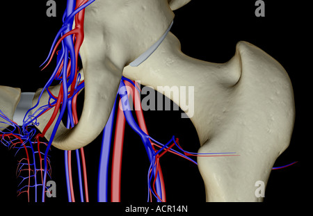 Les vaisseaux sanguins de la hanche Banque D'Images
