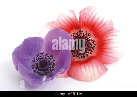 Anémone coronaria, Anemonen Banque D'Images