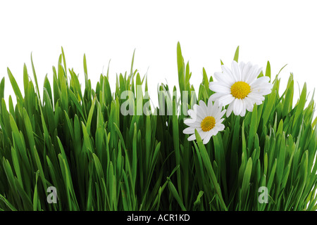 L'herbe verte et blanche marguerites Banque D'Images