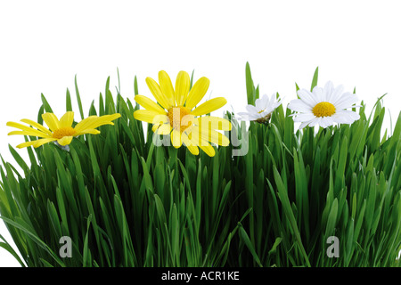 Gras vert et blanc et jaune marguerites Banque D'Images