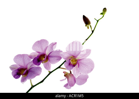 Orchidée rose against white background, close-up Banque D'Images