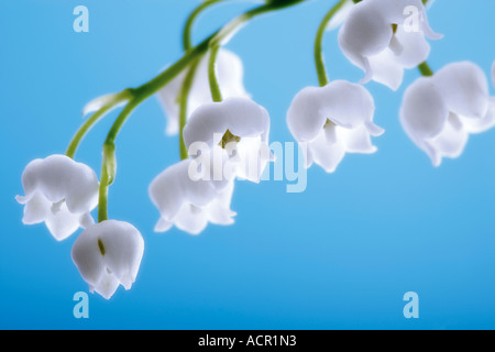 Muguet, Convallaria majalis Banque D'Images