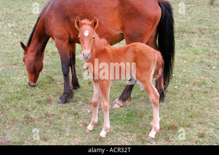 Nouvelle Forêt race avec mare sur la lande parc national new forest hampshire angleterre Banque D'Images