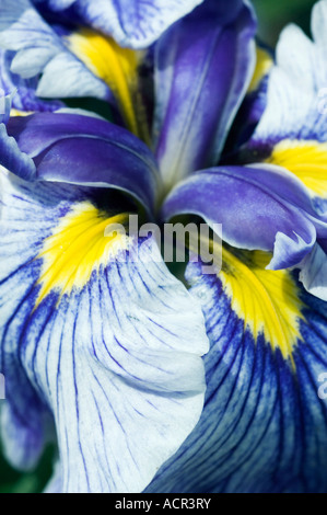 Iridaceae Iris ensata rivulets de vin Banque D'Images