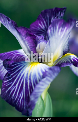 Iridaceae Iris ensata tollé Banque D'Images