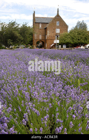 Lavande Lavendula Angustifolia Heacham Norfolk Norfolk UK Banque D'Images