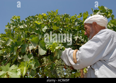 Un vieux villageois palestiniens raisins récoltes à partir d'un champ cultivé dans la grotte hameau de Khirbet Susya en Cisjordanie Israël Banque D'Images