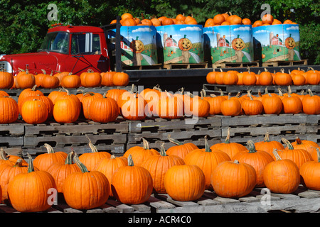 Hamburgers à vendre à Farm Concord Massachusetts Banque D'Images