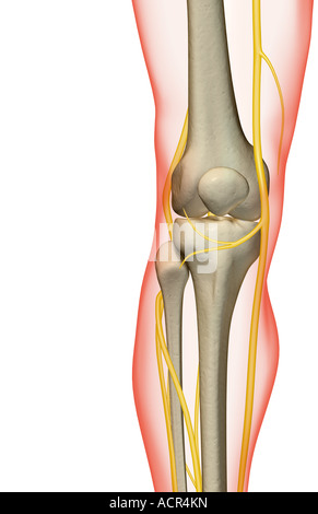 Les nerfs du genou Banque D'Images