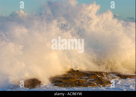 Vagues se brisant sur les rochers à Coogee Beach, Sydney, Australie. Banque D'Images