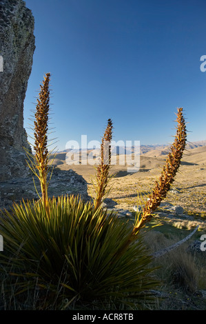 Pâturin Aciphylla aurea or Gamme Carrick Central Otago ile sud Nouvelle Zelande Banque D'Images