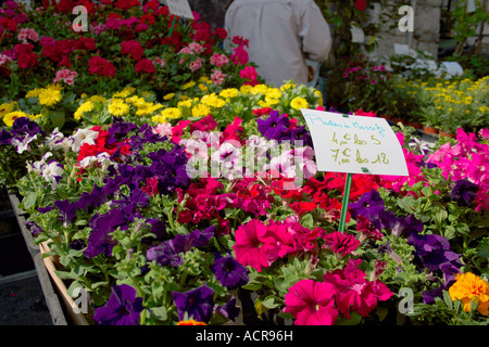 Un markat fleurs pétunias vente en pots. languedoc Rousillion. Sud de la France. Banque D'Images