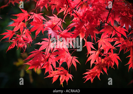 Un arbre d'érable rouge du Japon Acer palmatum à Westonbirt Arboretum Gloucestershire UK Banque D'Images