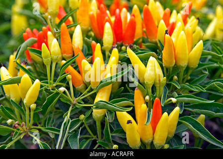 Vue d'un buisson avec des tas de rouge jaune et orange hot spicy chillies Banque D'Images