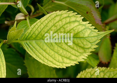 La chlorose des feuilles trifoliolées causée par une carence en fer induite par la chaux Fe dans l'hortensia Banque D'Images