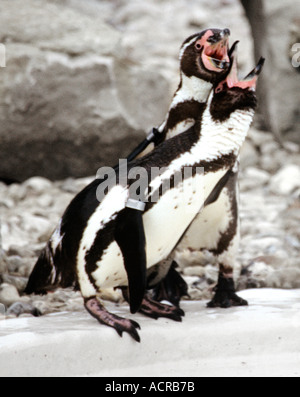 Pingouins Spheniscus humboldti Humboldt au parc Drusillas Alfriston East Sussex UK Banque D'Images