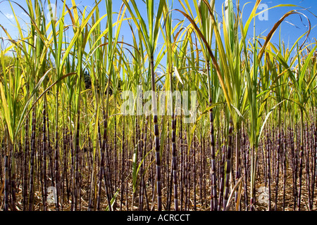 Champ de canne à sucre, Galanghe Xishuangbanna, Chine Banque D'Images