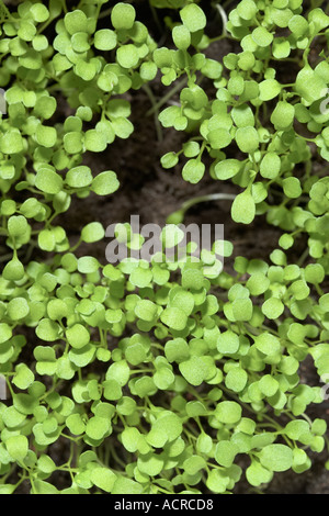 Une multitude de jeunes plants de basilic Banque D'Images