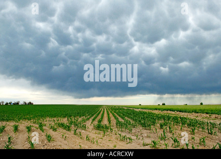 Les nuages Mammatus recueillir au-dessus d'un champ de maïs nouveau Banque D'Images