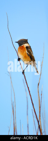 Saxicola torquata Stonechat mâle adulte perché sur une fine branche d'arbre avec du ciel bleu derrière Banque D'Images