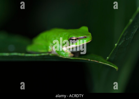 Un nain rainette de litoria fallax assis et attendant sur une feuille Banque D'Images