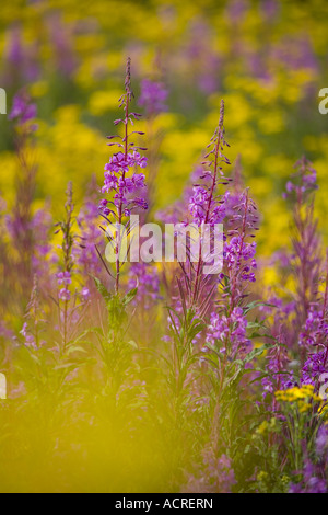 Rosebay willowherb Chamerion augustifolium Séneçon et sur les terres communes de Norfolk Banque D'Images