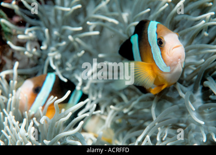 Poisson de mer Banque D'Images