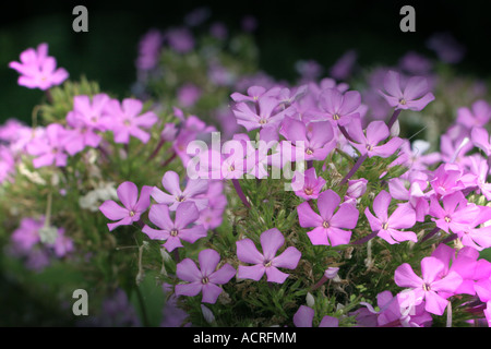 Grappe de fleurs rose Phlox d'été Banque D'Images