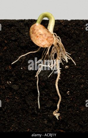 Étape 2 série montrant la germination d'une graine de haricot vert jusqu'à la premières vraies feuilles Banque D'Images