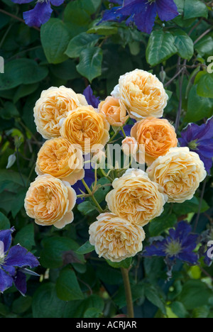 Rose (Rosa Crown Princess Margareta Ausbaker) juillet, l'Angleterre. avec fleurs clématite bleue Banque D'Images