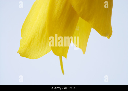 Fleurs Kowhai Sophora sp Banque D'Images