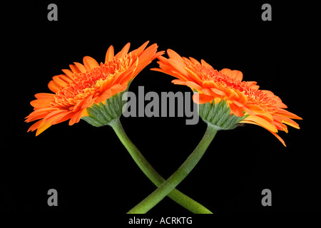 Deux Gerberas orange sur fond noir Banque D'Images