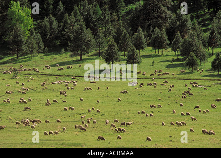 Les moutons dans les pâturages le long de la route 3 dans les Montagnes Bleues Wallowa County au nord-est de l'Oregon Banque D'Images